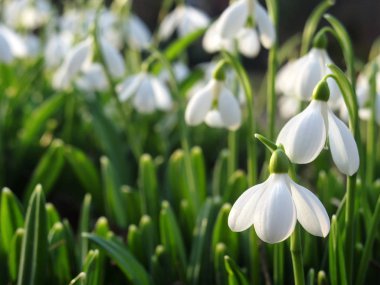 İhale kardelen arka plan