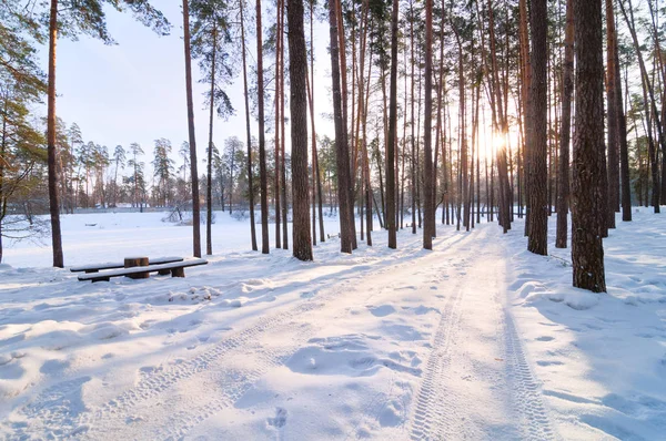 Hiver Forêt Lever de soleil — Photo