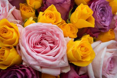 renkli gül arka plan