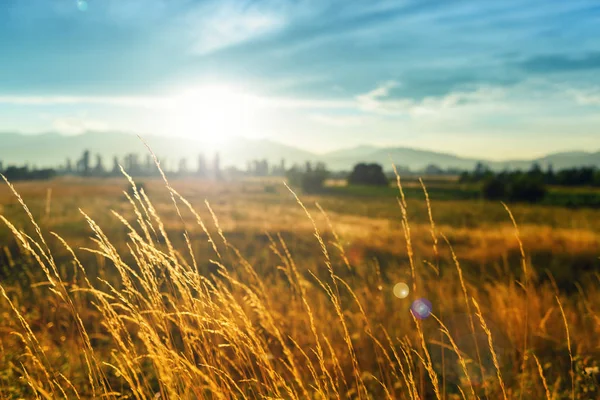 Beautiful scene with wild grass on a sunset. — Stock Photo, Image