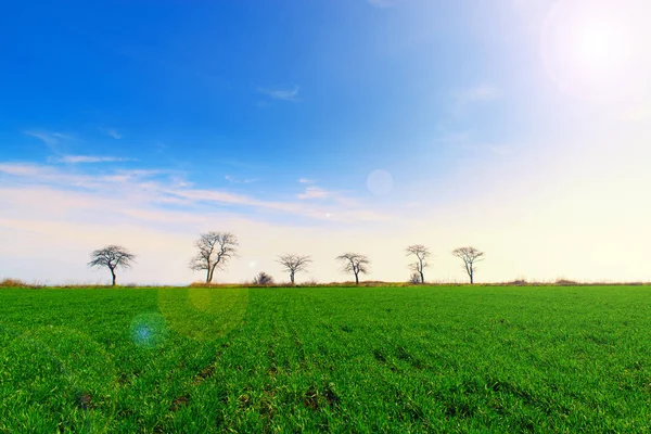 Beautiful green spring field in the morning with lens flare — Stock Photo, Image