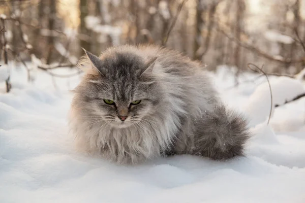 Mürrische Katze mit langen Haaren sitzt auf einem kalten Schnee — Stockfoto