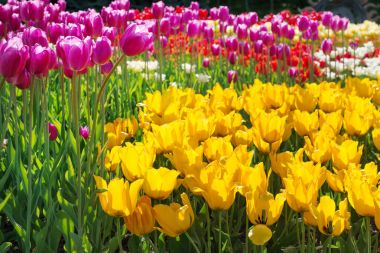 Bir flowerbed renkli Lale