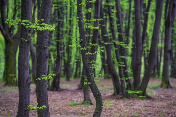 Pierwszy świeżych zielonych liści na drzewach wiosna. — Zdjęcie stockowe