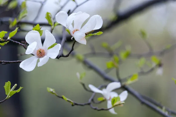 White magnolia flowers — Stock Photo, Image