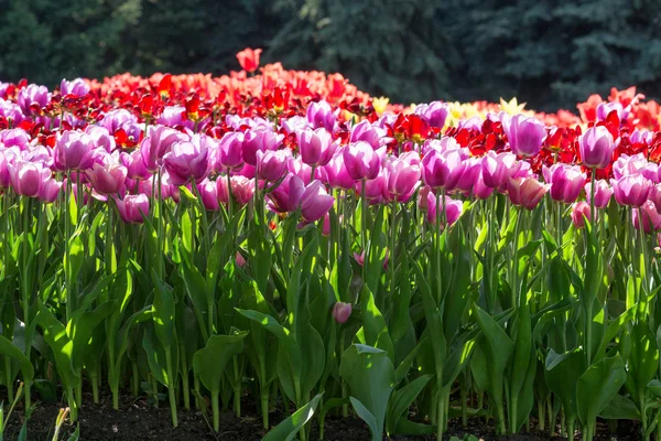 Bright vivid tulips in a field — Stock Photo, Image