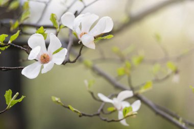 çiçek açan Manolya