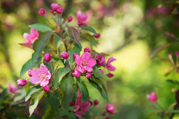 Весенний цветущий фон — стоковое фото