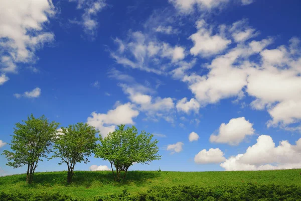 Três árvores verdes solitárias contra o céu azul profundo — Fotografia de Stock