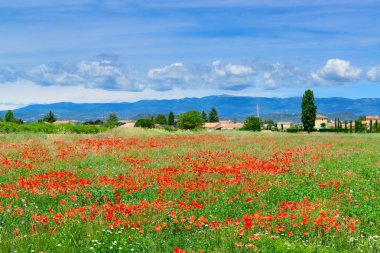 Haşhaş çiçeklenme alan bahar.