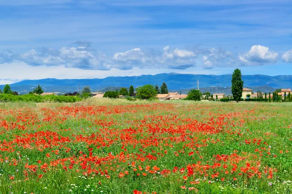 Campo de papoula florescendo na primavera . — Fotografia de Stock