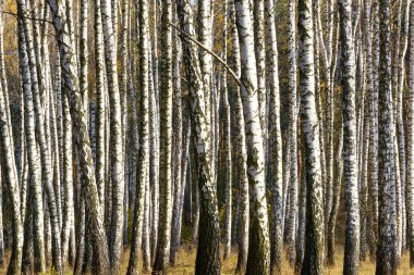 Huş ağaçları orman