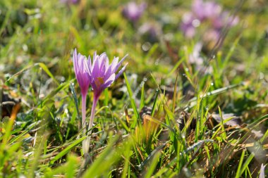 Bir çayır ihale bitkisi çiçeği.