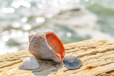 Deniz kabukları yaşlı ahşap tahta üzerinde.