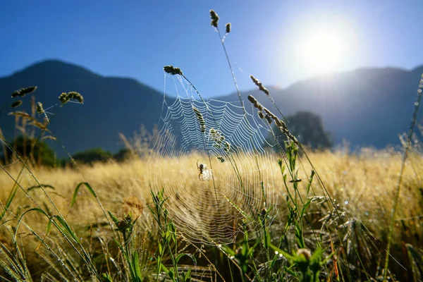 Rede de aranha e orvalho matinal nas montanhas — Fotografia de Stock
