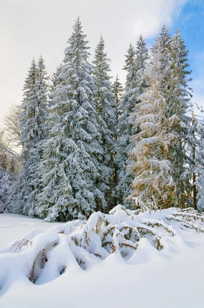 Sparren vallende sneeuw hoog in de Karpaten. — Stockfoto