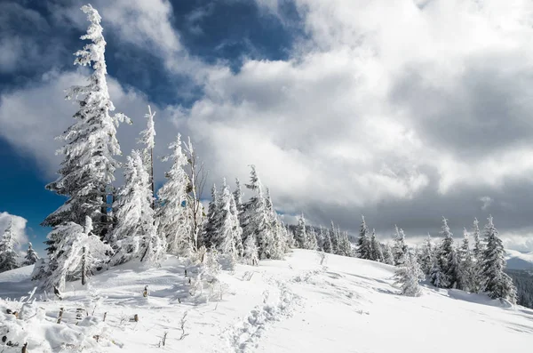 Замороженные деревья на вершине горы . — стоковое фото