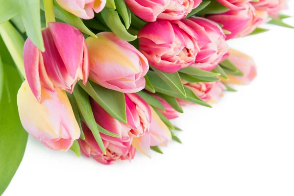 Tulpen als Hintergrund für Frühlingsferien — Stockfoto