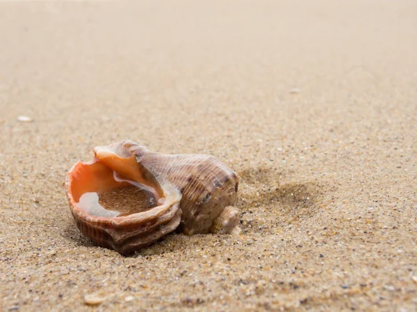 Coquillage vide solitaire sur le sable . — Photo