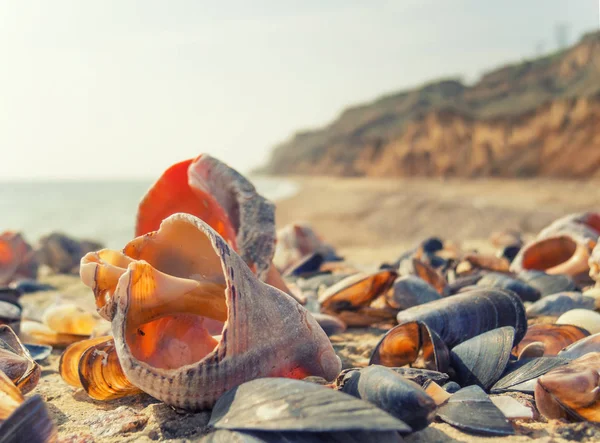 Vários conchas quebradas em uma praia ensolarada . — Fotografia de Stock