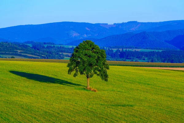 Albero solitario sul campo verde nella valle della montagna — Foto Stock