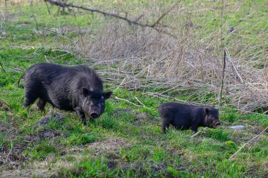 Bahar çayır üzerinde iki siyah yaban domuzu