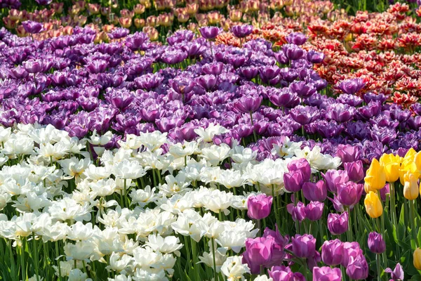 Field Colorful Tulips Spring Floral Background — Stock Photo, Image