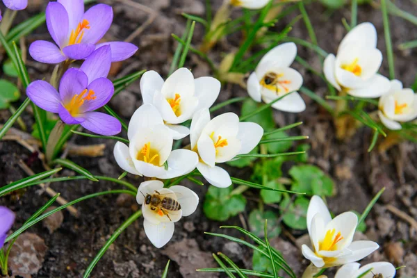 Медова Бджола Квіти Першої Весни — стокове фото