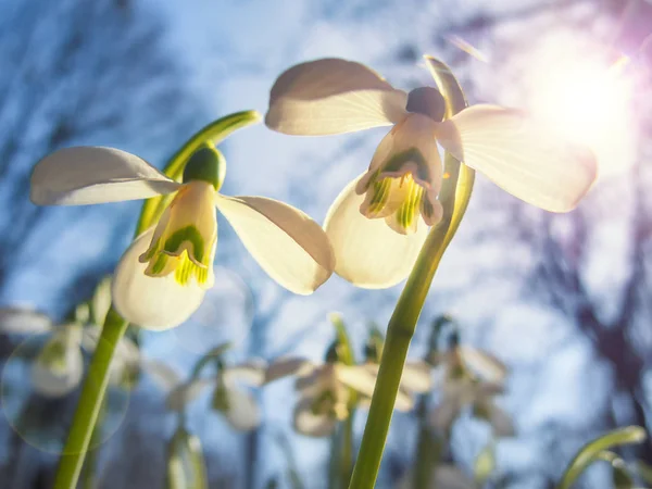 Ніжні Білі Краплі Снігу Весняному Парку Знімок Лінзою — стокове фото