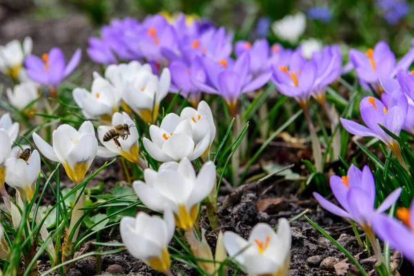First Spring Flowers Crocuses Bee Focus Bee Stock Picture