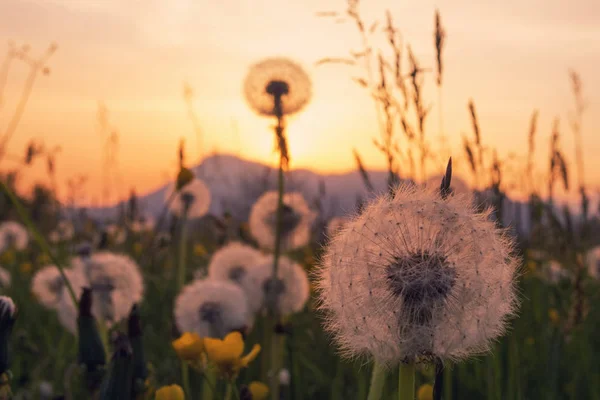 Pampelišky květy na západ slunce v alpské oblasti — Stock fotografie