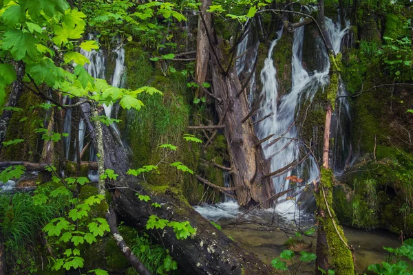 Cascade panoramique profondément dans la forêt avec des arbres tombés, ruisseaux o — Photo