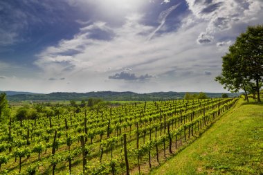 Vipava Vadisi, Slovenya bağ. Bahar kırsal manzara