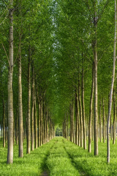 Floresta Artificial Ensolarada Com Árvores Verdes Jovens Semelhantes Itália — Fotografia de Stock