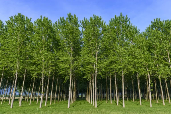 Arvoredo Artificial Árvores Verdes Jovens Friuli Itália — Fotografia de Stock