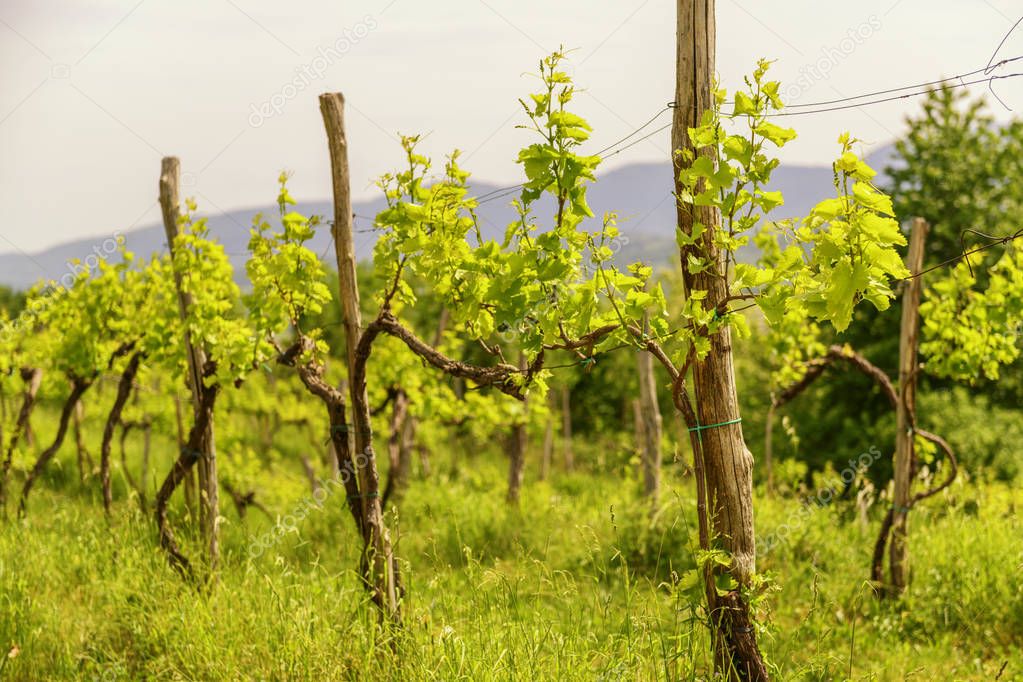 Vineyard with young grape branches. Spring in Vipava valley, Slovenia