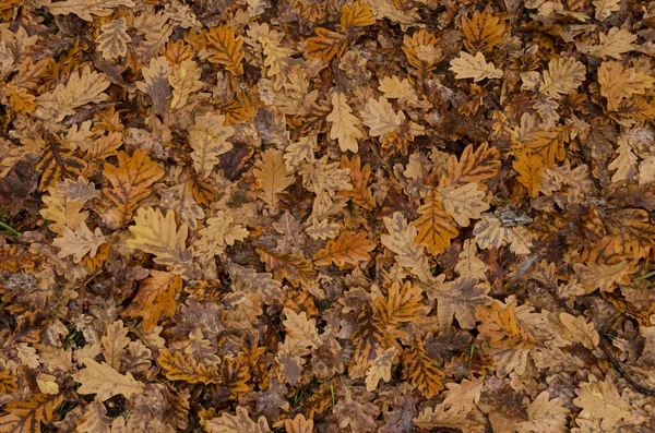 Trockene Eichenblätter Hintergrund. — Stockfoto