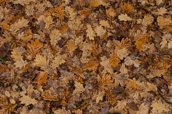 Fondo de hojas de roble seco . — Foto de Stock