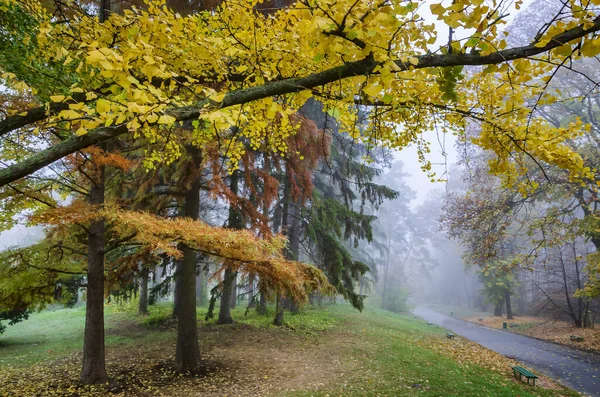 Foggy autumn park with colorful fall trees — Stock Photo, Image