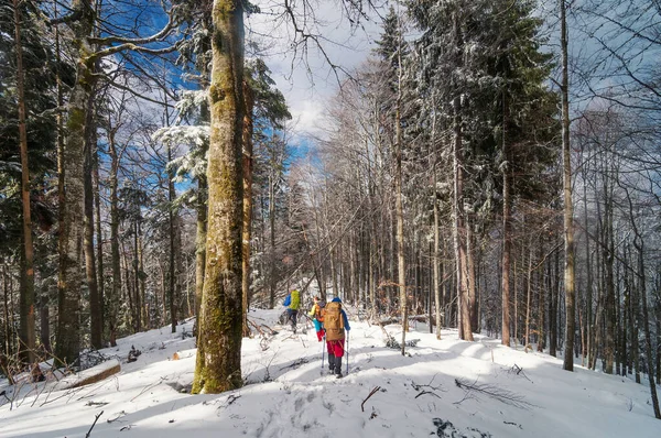 Randonneurs méconnaissables dans la forêt ensoleillée d'hiver . — Photo