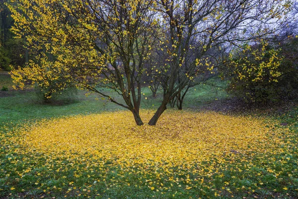 Hermoso árbol de otoño con hojas amarillas caídas por ahí . — Foto de Stock