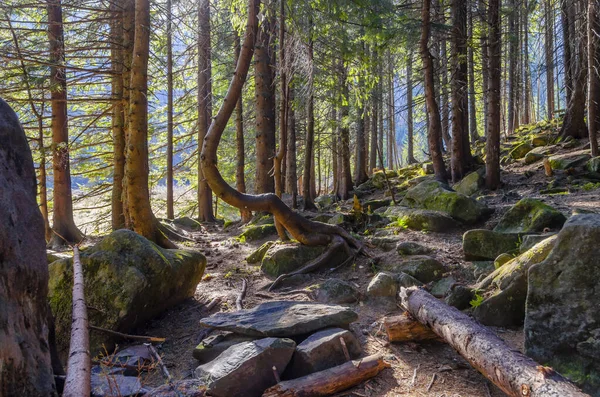 Zonnige bos in de Karpaten — Stockfoto