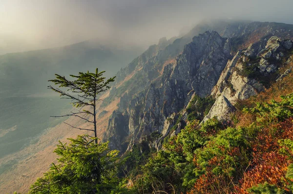 Magányos fenyőfa a hegyi sziklán. — Stock Fotó