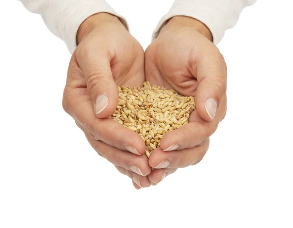 Mani che tengono il grano — Foto Stock