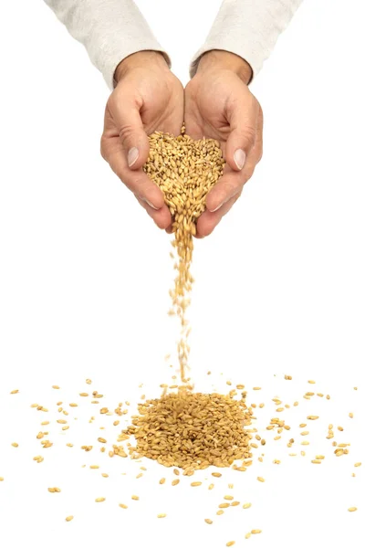 手から注ぐ小麦の種 — ストック写真