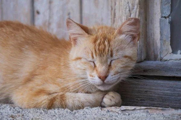 Sovende omstrejfende kat . - Stock-foto