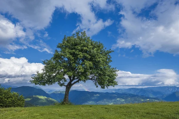 Árvore solitária no topo da montanha . — Fotografia de Stock