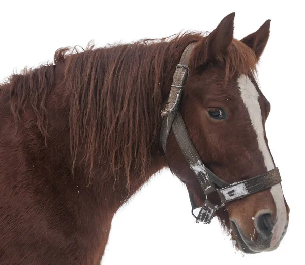 Bruine paardenkop geïsoleerd op wit. — Stockfoto