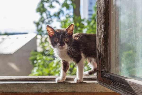 Bezdomny głodny kotek w oknie. — Zdjęcie stockowe