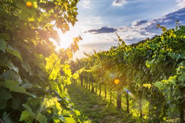 Vipav 'da güneşli üzüm bağları